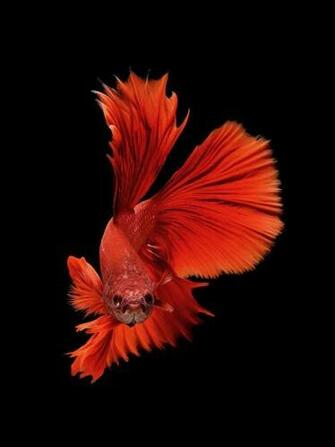 iPhone 6s Announced With Betta Background Live Tropical Fish