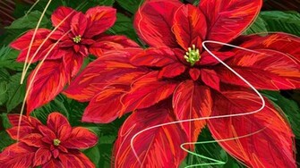 Poinsettia Wallpaper