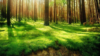 Top Forest Wallpaper Full HD 4k To Use