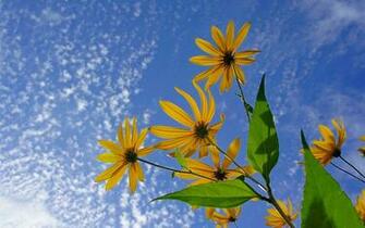 Yellow Daisies Blue Daisy Flower Sky