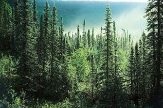 Pine Tree Wallpaper Kb 4usky