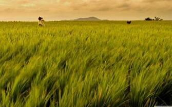 Rice Field Philippines 4k HD Desktop Wallpaper For Ultra