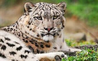 White Snow Leopard Wallpaper HD