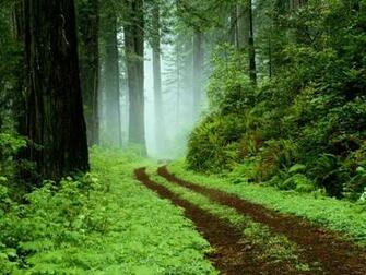 Green Wallpaper Nature Pc