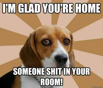 Funny Beagle Meme Dog