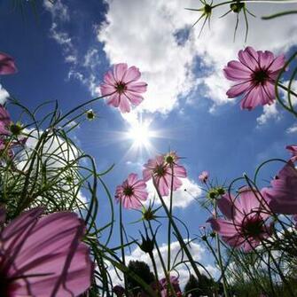 Summer Flowers iPad Wallpaper