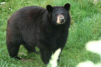 Bobcat Pictures Black Bear Videos