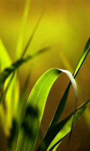 Best Blackberry HD Wallpaper