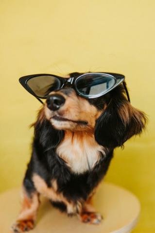 30k Dog Glasses Pictures Image