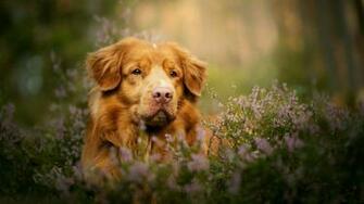 Ns Wallpaper Nova Scotia Duck Tolling Retriever