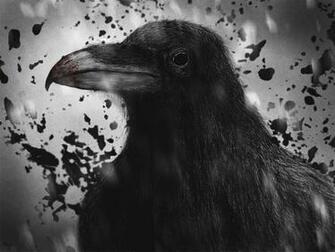 Black Crow