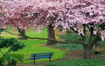 Re Lucky Enough To Live Work Or Even Pass By Some Cherry Blossoms