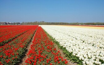 Tag Netherlands Flower Fields Wallpaper Background Photos Image