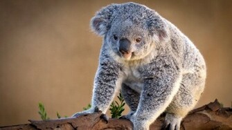 Koala Wallpaper Jpg