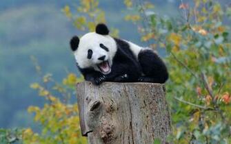 Cute Baby Animal Wallpaper