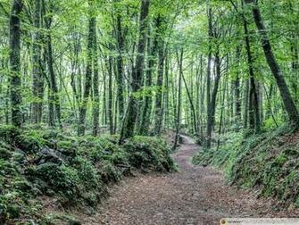 Summer At La Fageda D En Jord 4k HD Desktop Wallpaper For