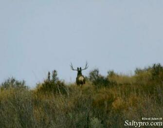 Trophy Mule Deer Monster Wallpaper Utah