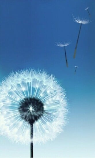 Free download Samsung Galaxy SIII S3 Dandelion Wallpaper by kingwicked