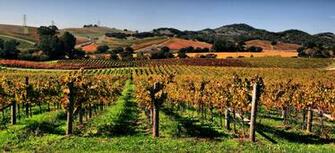 Valley Wineries Says New York Wine Foundation President Wxxi News