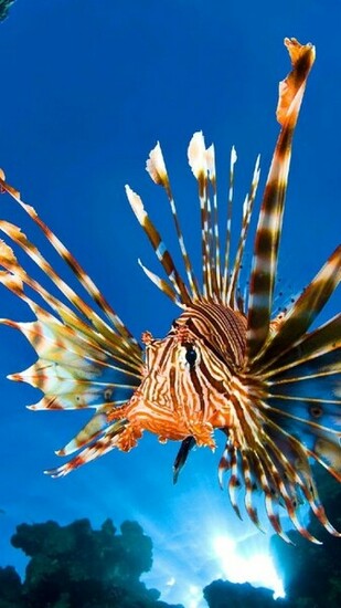 Lionfish iPhone Wallpaper My HD