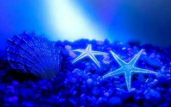 Starfish On The Seabed Wallpaper
