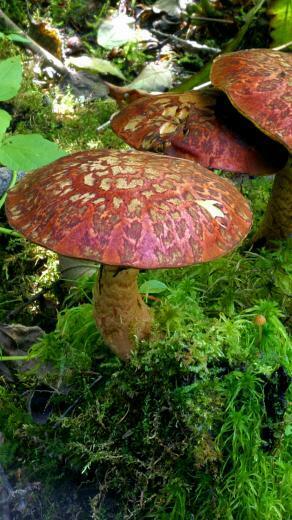 Fungi Wallpaper