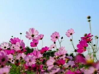 Flowers Wallpaper