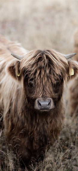 Cow iPhone Wallpaper