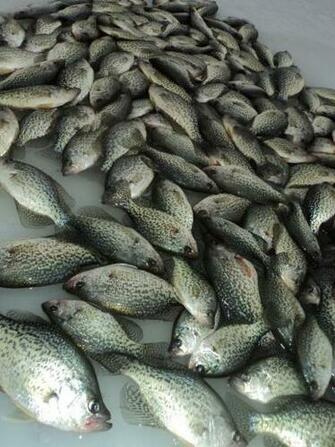 Crappie Fishing Wallpaper Ice Motherload