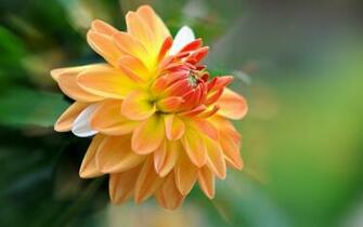 Dahlia Wallpaper