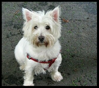 Nice Wallpaper Animals 3d Nature Westie Terrier Cute
