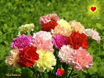 God Wallpaper Colorful Carnation
