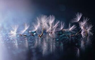 Wallpaper Water Drops Macro Reflection Dandelion Fuzzes The