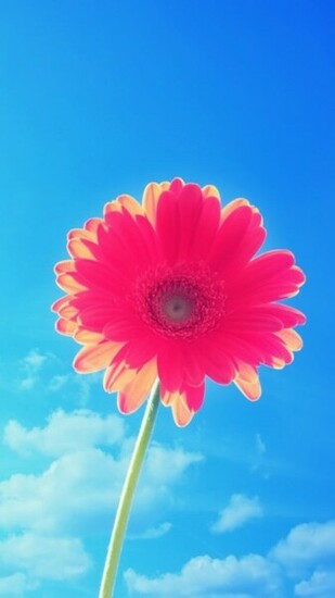 Red Yellow Sun Flower Wallpaper iPhone