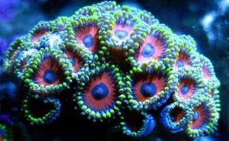 Coral Wallpaper For Pc Full HD Pictures