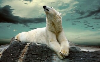 Lazy Polar Bear HD Wallpaper