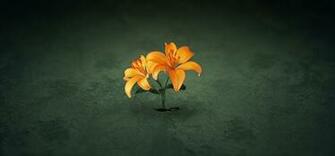 Amazing Widescreen Wallpaper