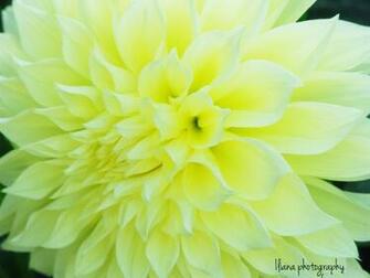 Light Yellow Flower On Black Background Wallpaper