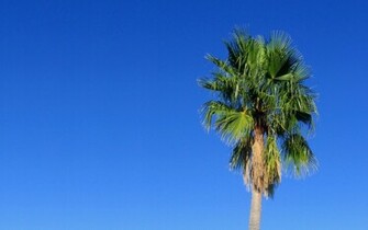 Palm Tree Desktop Wallpaper