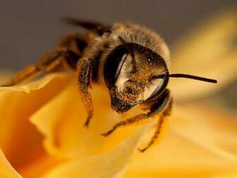 Yeast Honey Bee Desktop Laptop Ed In Category