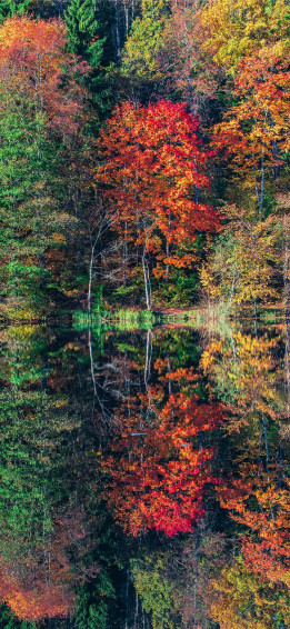 Of Trees iPhone Se Wallpaper
