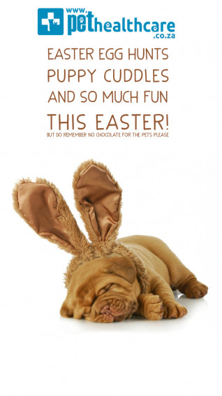 Pet Themed Wallpaper For More Easter Fun Health Careeaster