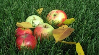 Apples On The Grass Wallpaper