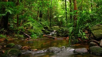 Nature Jungle Wallpaper