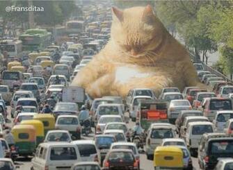 Catzilla