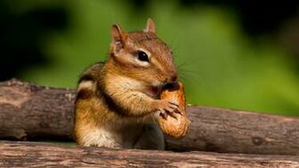 Chipmunk HD Desktop Wallpaper 7wallpaper Net