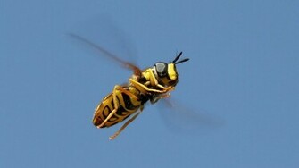 Bee Flying Choice Wallpaper
