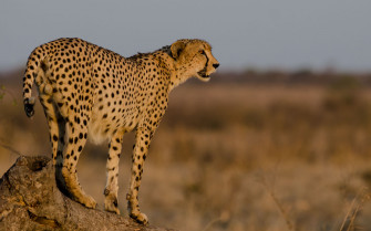 African Animals Wallpaper HD