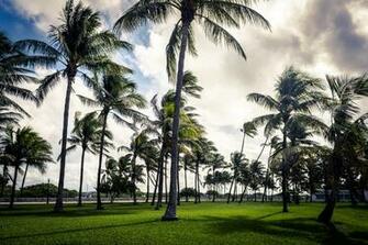 Art Deco Palm Miami Beach Florida Usa Sky Cloud Grass Park