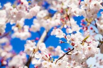 Pretty Flowers Background